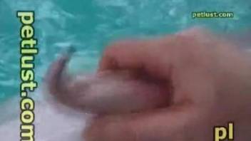 Crazy zoophile is playing with a hard wiener of a dolphin