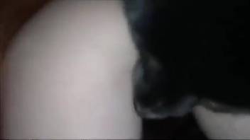 Southern beauty has her fair vagina hammered by a large-cocked ebony canine