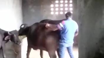 Aroused rancher thrusts into massive heifer from the rear surrounded by various livestock