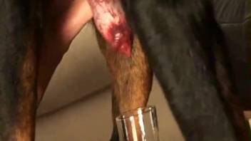 Dog with an elongated tongue and massive crimson penis in ideal animal-human intimacy XXX
