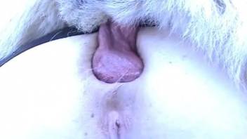 Awesome chick got her crack banged by hairy retriever