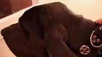 Skinny MILF gladly spreads legs for penis of her black Labrador