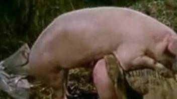 Stunning pink pig fucks my own wife in the local hayloft