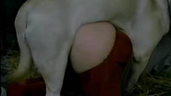 Beauty blondie dog and brunette in red pants have awesome sex