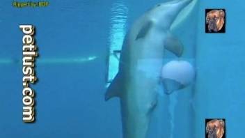 Dolphin is getting very excited playing with ball