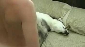 Sexy trained Husky licks my dick and gets nicely penetrated