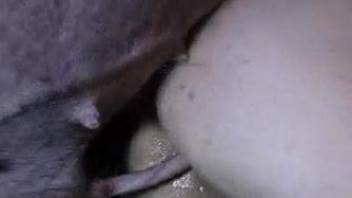 Amateur man has passive anal sex with horny pig in cowshed