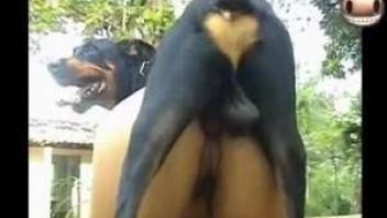 Brutal rottweiler pounds my lustful wife in doggy style