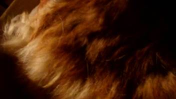 Incredibly hot homemade animal sex scene with a furry pooch