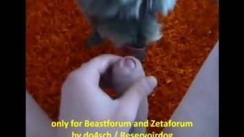Tiny dog sniffs and licks master's cock in POV zoo