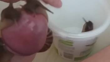 Guy masturbates with snails crawling all over his dick
