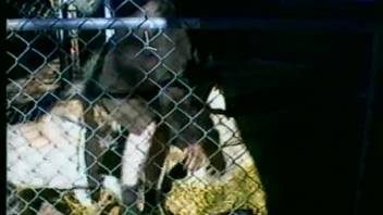 Brunette older woman ravaged in an enclosure