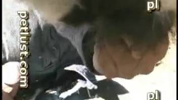 Aroused rancher is absolutely determined to screw that cow