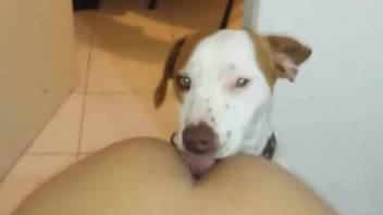 Curvy-bottomed Hispanic woman receives tonguing from a perverted beast