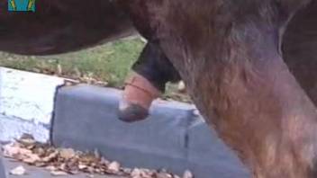Stallion with a pulsating dick flaunting in public streets