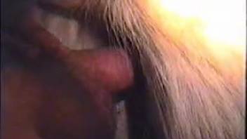 Sexy babes absolutely adore blowing cocks of lusty dudes