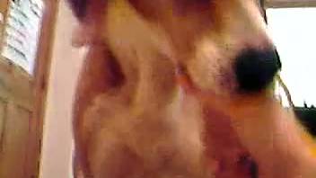 Alluring pup assisting her master in unleashing that huge cumshot