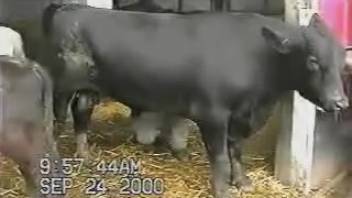 We adore watching these massive hot beasts