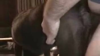 Chubby animal lover screwing his female dog's snug vagina