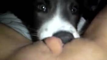 Homemade canine erotica live on webcam featuring a nude woman in heat