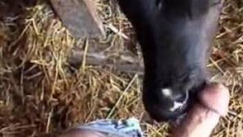 Kinky zoophile gets a nice POV blowjob from a cow