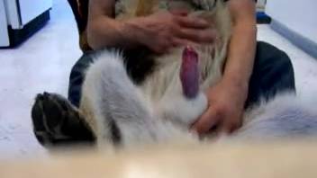 Enthusiastic bestiality enthusiast guy reveals his canine's penis via webcam