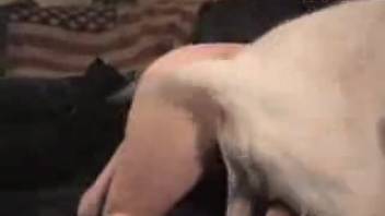 Video of a patriotic teenager getting fucked doggy style by a dog