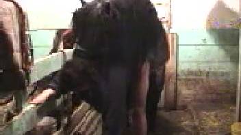 Ebony stallion railing a curvy woman from the rear