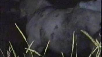 Midnight pounding with an incredibly alluring white mare