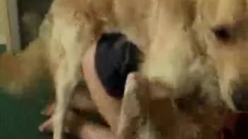 Youthful temptress betrays her spouse with a lustful canine