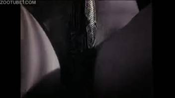 Stunning dark-haired beauty with a seductive expert serpent
