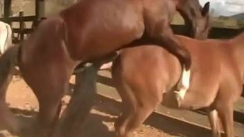 Intimate zoophilia spy footage featuring equine copulation up close