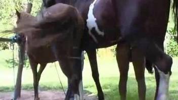 Horny horse teases a spicy Latina pussy outdoors