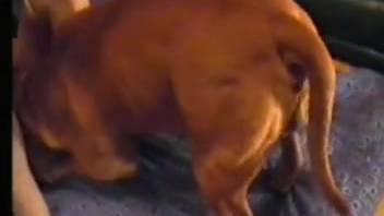 Canine penetrates female and induces her climax