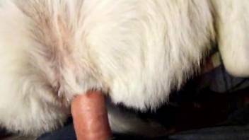 Dude gapes his animal's hot little pussy in POV