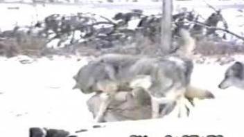 Voyeur video showing wolves fucking each other