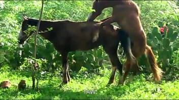 A pair of stallions indulging in intense outdoor intercourse right on the spot.