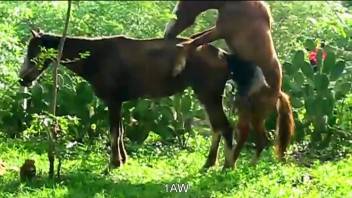 Two horses enjoy hardcore outdoors sex right here