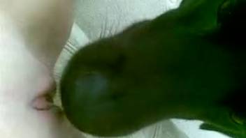 Canine laps at lady's vagina while she pleasures herself