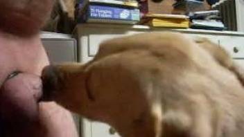 Dog licks master's cock when he jerks off on cam