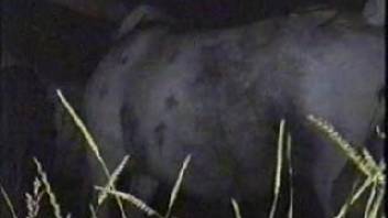 Open-air animal sex clip starring a yielding female horse