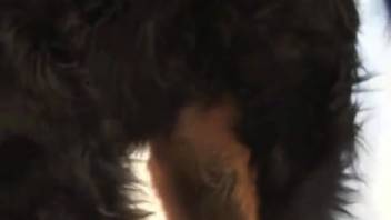 First-person perspective clip showing a guy jerking off a canine's penis