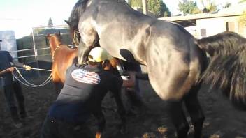 Two horses enjoy a passion session outdoors