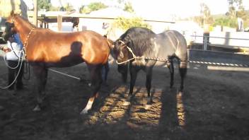 Ebony stud pounding a caramel filly's juicy pussy