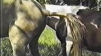 Stallions mating while the aroused animal enthusiast sits and records it.