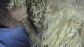 Dude destroying this sheep's sexy pussy on cam