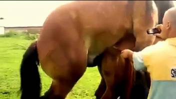 Man tapes two horse fucking and that's making him horny