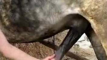 Brunette furiously stroking and sucking that horse cock