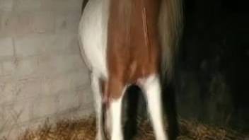 Intense close-up hardcore bestiality with a horse for the bare spouse