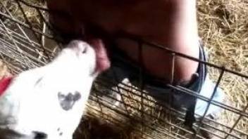 Naked man gets sucked and licked by a baby cow
